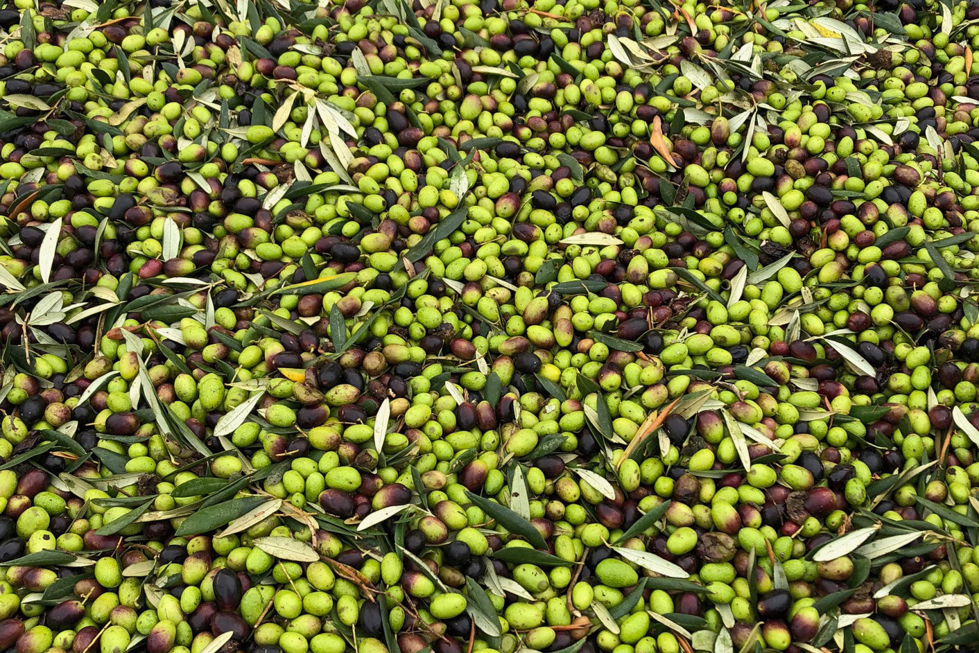 EVO Monocultivar Ogliarola Barese Bio