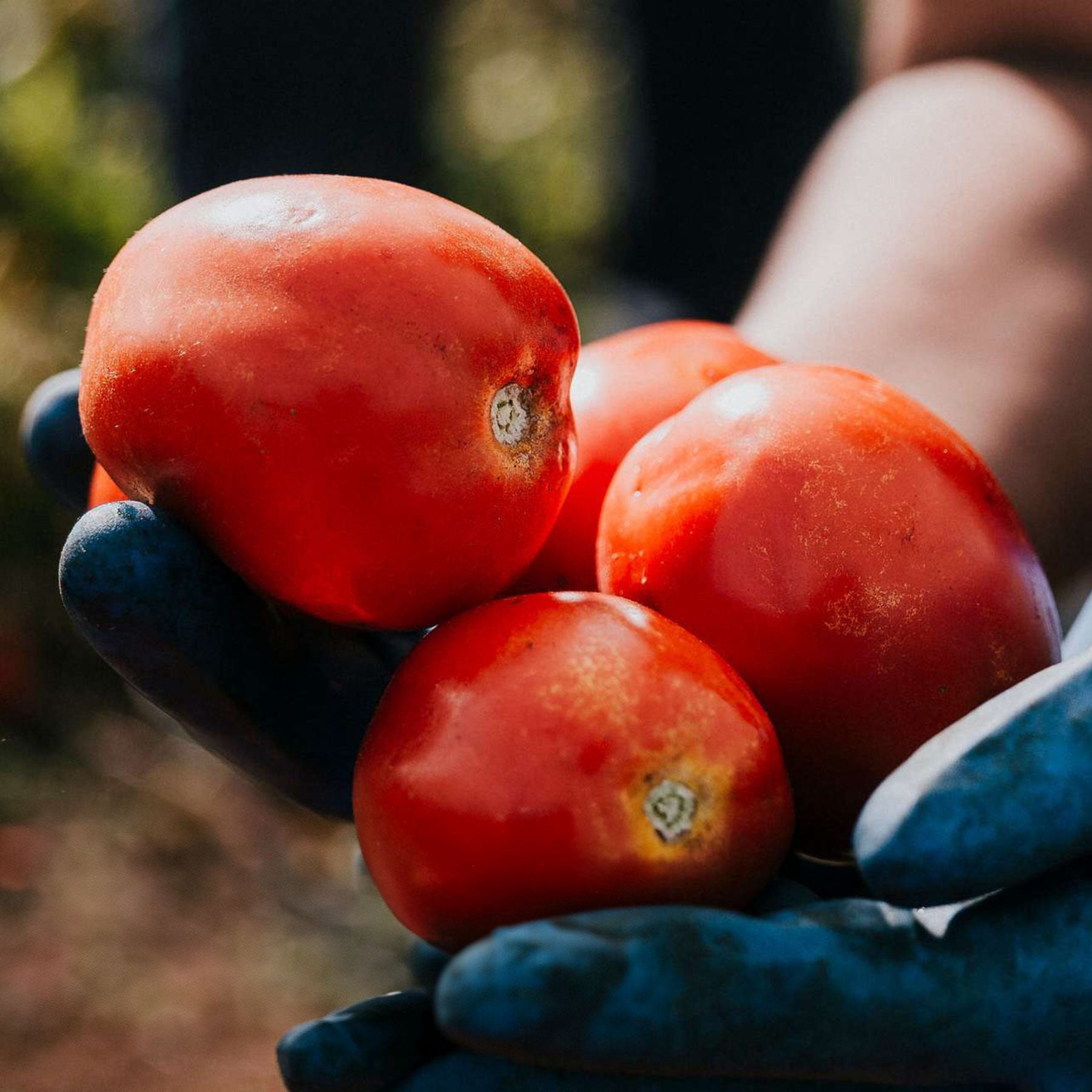 Polpa di Pomodoro Bio