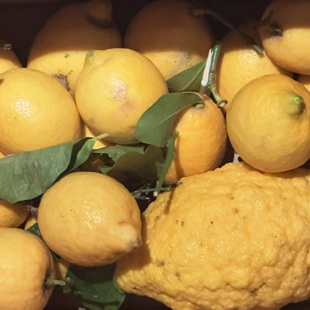 Frische Zitronen und Cedri