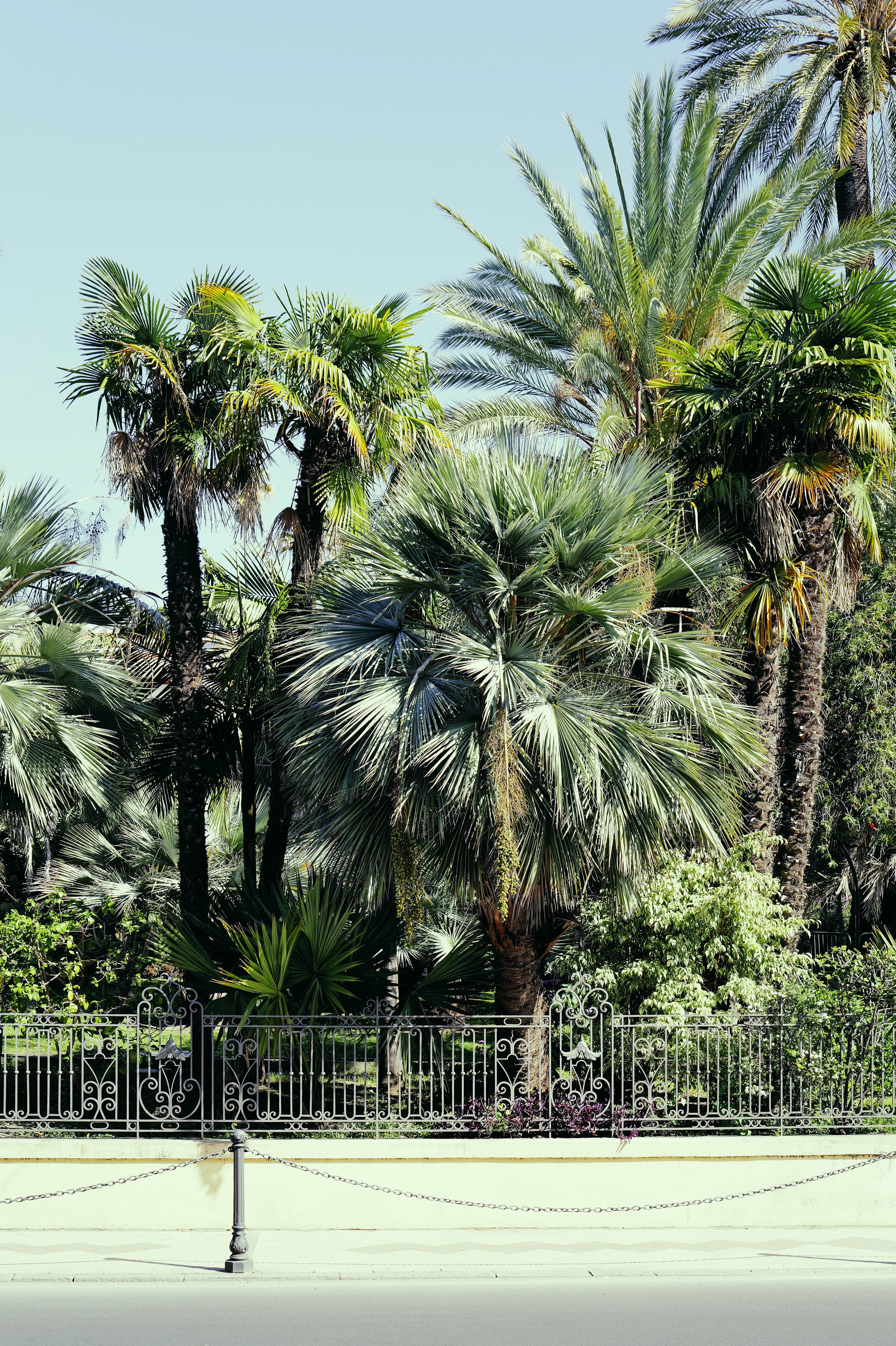 Giardino