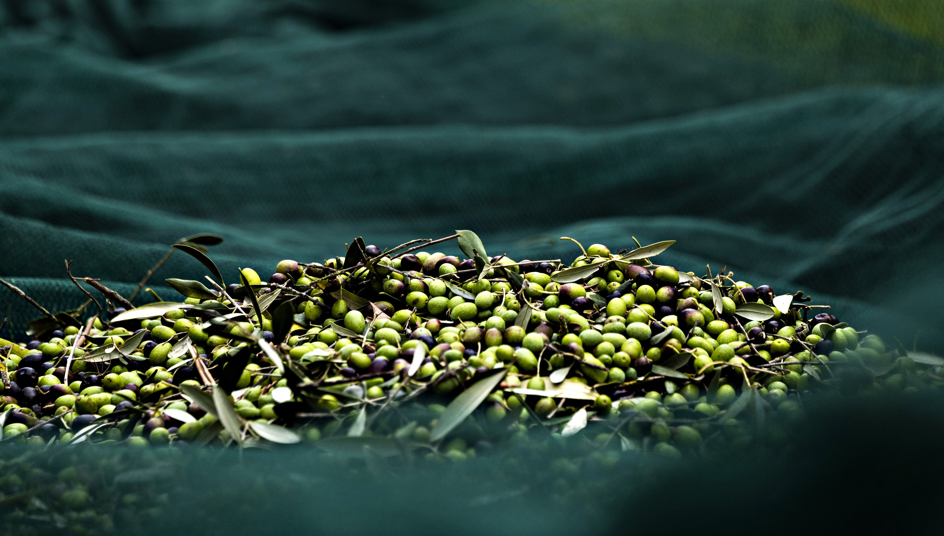 Laudemio Olivenöl Extra Vergine