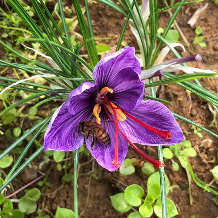 Toskanischer Safran in Fäden