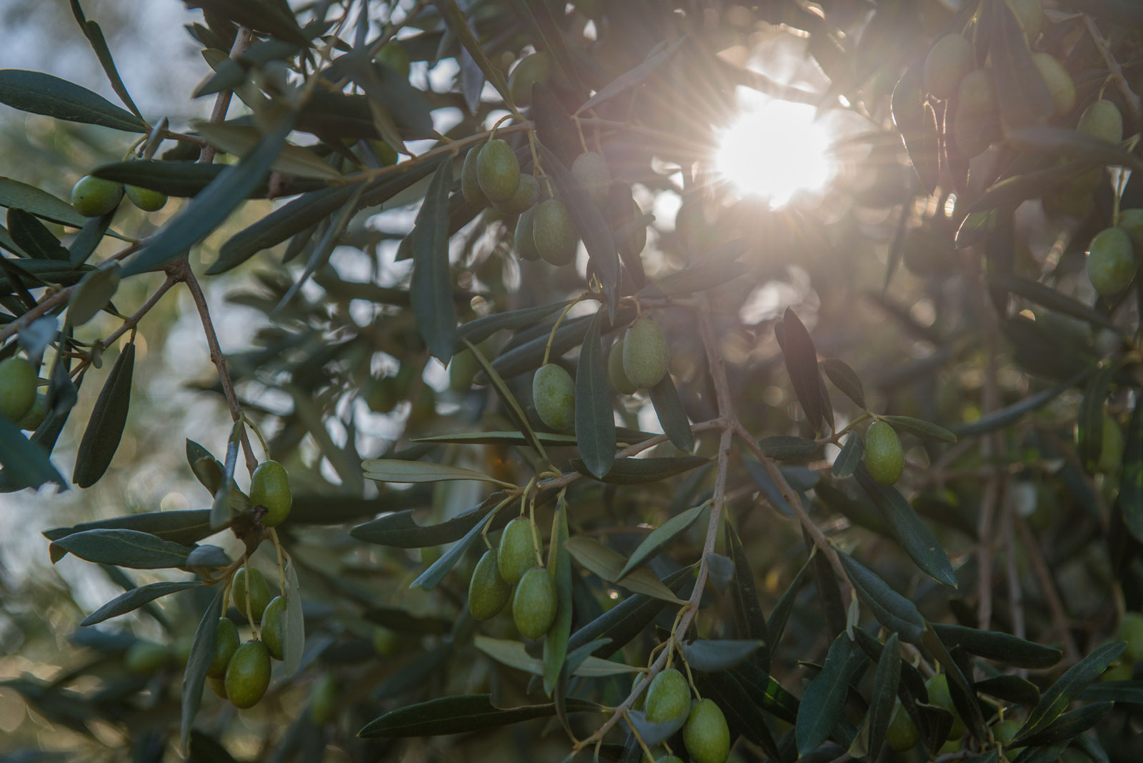 EVO Monocultivar Ogliarola Barese Bio